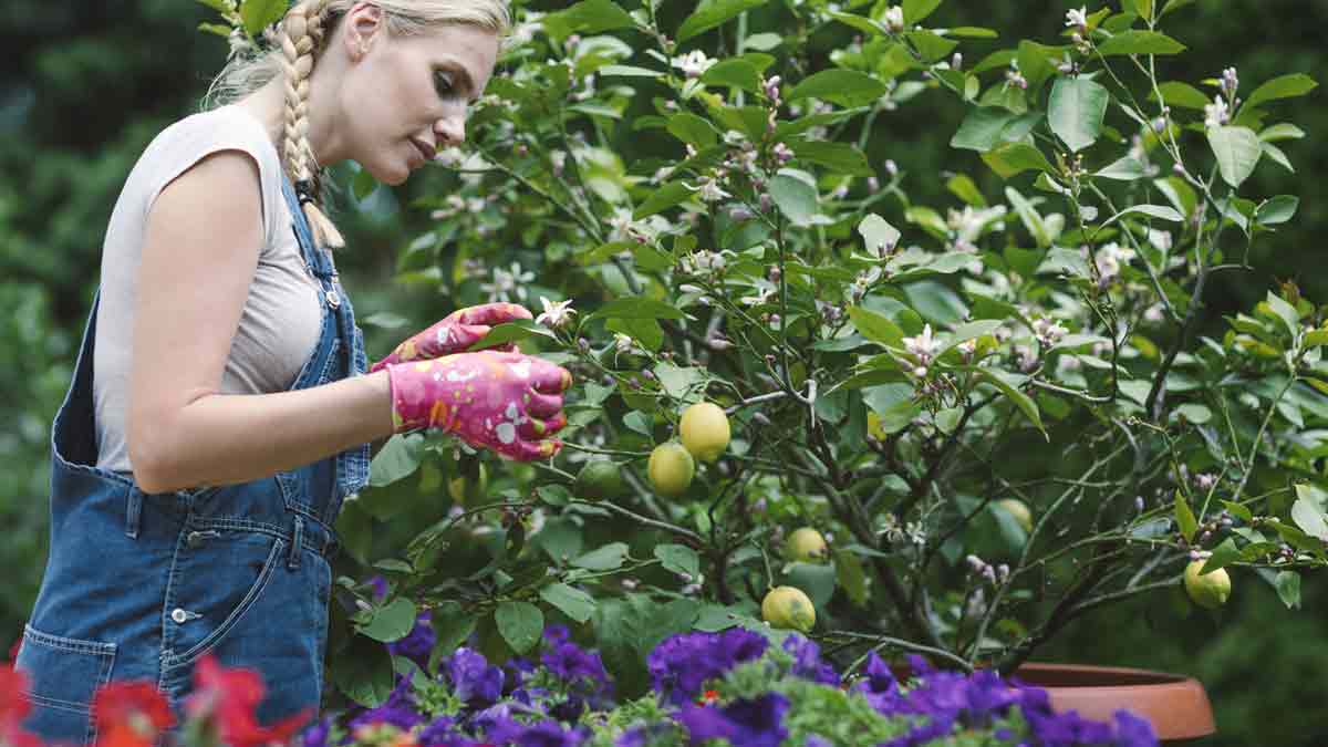 6 conseils d’experts pour bien cultiver et entretenir un citronnier en — free download
