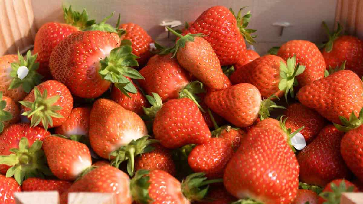 5 super idées pour rehausser le goût fade des fraises