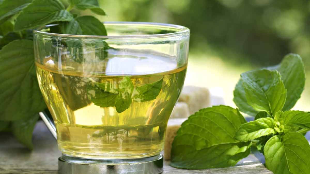 Tisane à la menthe : quels sont ses bienfaits et ses contre-indications