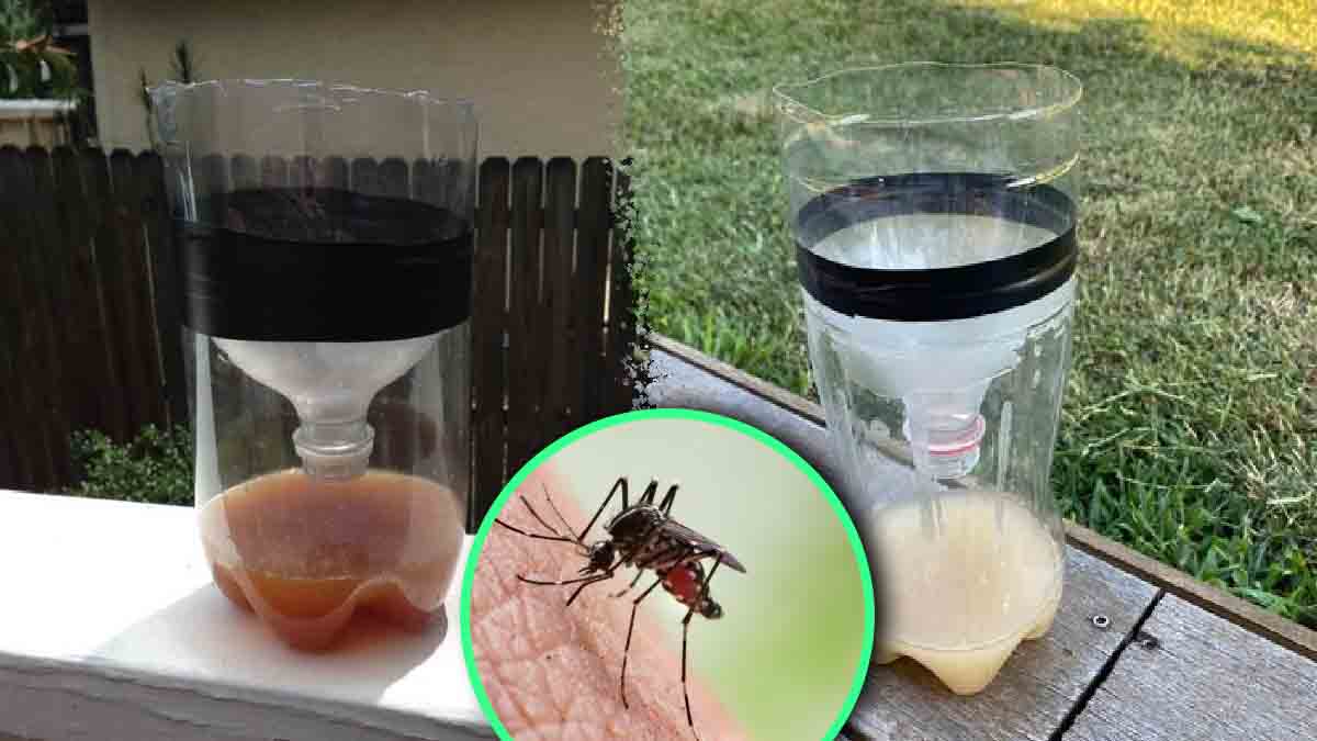 Fabriquez ce piège anti-moustiques ultra efficace avec seulement 2