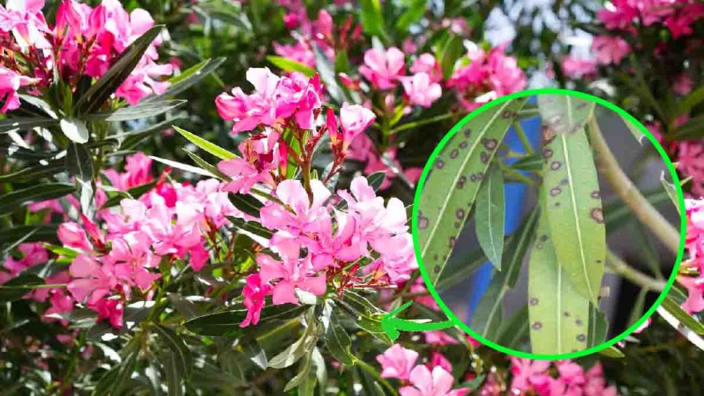 Pourquoi les feuilles de mon laurierrose deviennent jaunes ? Et les — free download