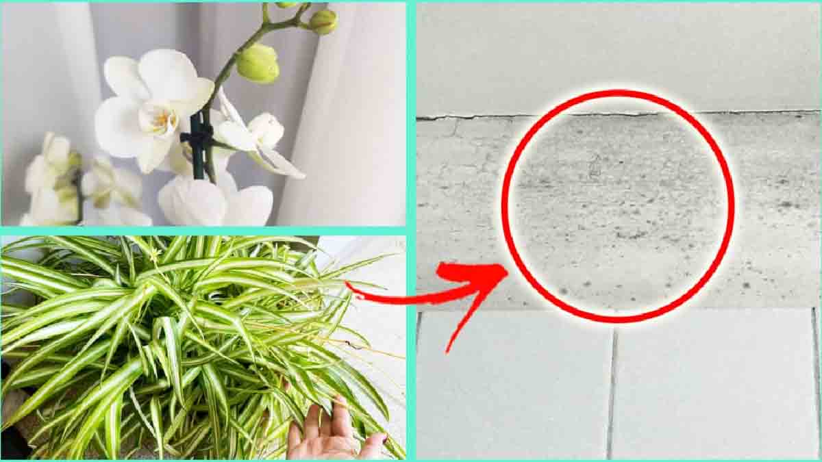 Installez ces plantes à la maison pour lutter contre l’humidité et la
